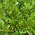  Buxus microphylla Winter Gem 171589 