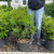  Buxus microphylla Winter Gem 171589 