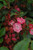 Kalmia latifolia Raspberry Glow 171704