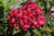  Kalmia latifolia Raspberry Glow 171704 
