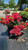  Kalmia latifolia Raspberry Glow 171704 