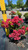 Kalmia latifolia Raspberry Glow 171704 