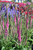 Other Sun Per. Veronica Red Fox 324558 