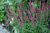 Other Sun Per. Veronica Red Fox 324558 