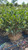 Prunus laurocerasus Otto Luyken 172725
