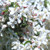 Other Dec. Tree Malus x Sugar Tyme 173835 