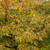 Other Dec. Tree Malus x Sugar Tyme 173835 