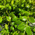  Buxus microphylla Winter Gem 174679 