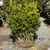 Taxus x media Hatfieldii 170145