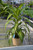 5-9" Foliage DRACAENA HAWAIAN TIP 6" 