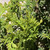  Thuja occidentalis Degroots Spire 170160 