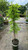  Wisteria frutescens Amethyst Falls 170245 
