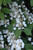 Viburnum plicatum tomentosum Mariesii 173938