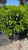 Prunus laurocerasus Schipkaensis 175480