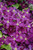  Clematis Jackmanii Superba 175504 