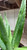 Cactus ALOE PINK BLUSH 6" 