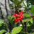  Ilex meserveae Blue Maid 179629 
