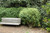 Buxus sempervirens 181230