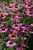 Echinacea Pow Wow Wild Berry 199736