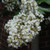 Lagerstoemia Lagerstroemia indica Natchez 181524 