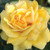 English Rose Rosa En Michelangelo 182853 