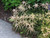 Astilbe simplicifolia Sprite 183069