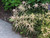  Astilbe simplicifolia Sprite 183069 
