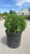 Thuja occidentalis Hetz Midget 183143