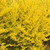 Other Deciduous Forsythia x intermedia Lynwood Gold 183434 