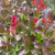 Lagerstoemia Lagerstroemia indica Dynamite 184388 