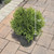 Thuja occidentalis Hetz Midget 184589