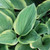 Hosta Golden Tiara 186378 
