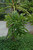 5-9" Foliage MONSTERA DELICIOSA 8" 