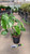 5-9" Foliage MONSTERA DELICIOSA 8" 
