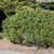  Ilex crenata Steeds 190362 