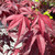  Acer palmatum Bloodgood 192233 
