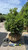 Buxus x Green Mountain 192289