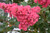 Lagerstroemia indica Tuscarora 192381