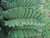 12" & Up Foliage CARDBOARD PALM 10" 