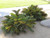 12" & Up Foliage CARDBOARD PALM 10" 