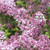  Syringa Meyeri Palibin 192442 
