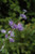 Caryopteris x clandonensis Longwood Blue 193175