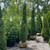  Thuja occidentalis Degroots Spire 193178 