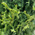  Thuja occidentalis Degroots Spire 193178 