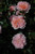 Other Rose Rosa Drift Apricot 194273 