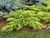 Juniperous Juniperus chinensis Daubs Frosted 194502 