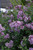 Syringa x Bloomerang Purple 194774