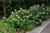 Hydrangea quercifolia Sikes Dwarf 194930