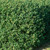 Other Deciduous Ligustrum ovalifolium 195186 