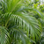 ADONIDIA PALM 24"/25G 8-10'MU